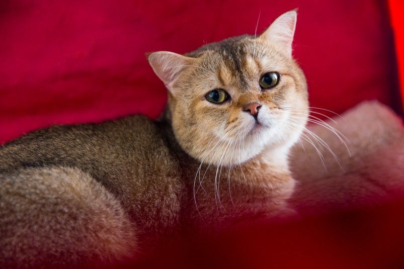 Не делайте этого с кошкой: 5 обид, которые она никогда не забудет