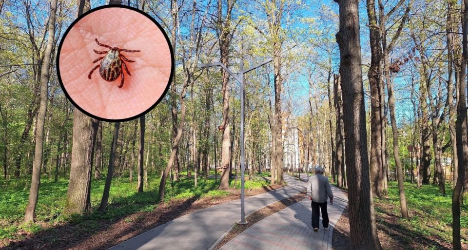 Этим людям запрещен вход в леса и парки: клещ любит именно их группу крови