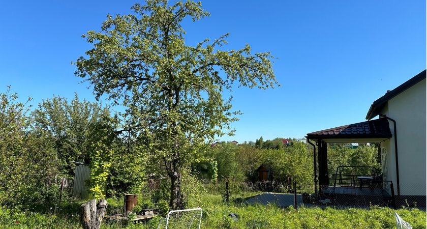 С июля без согласия соседа на своём участке будет строго запрещено: новые правила для всех, у кого есть дача или участок