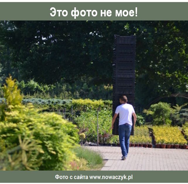  Nowaczyk:       