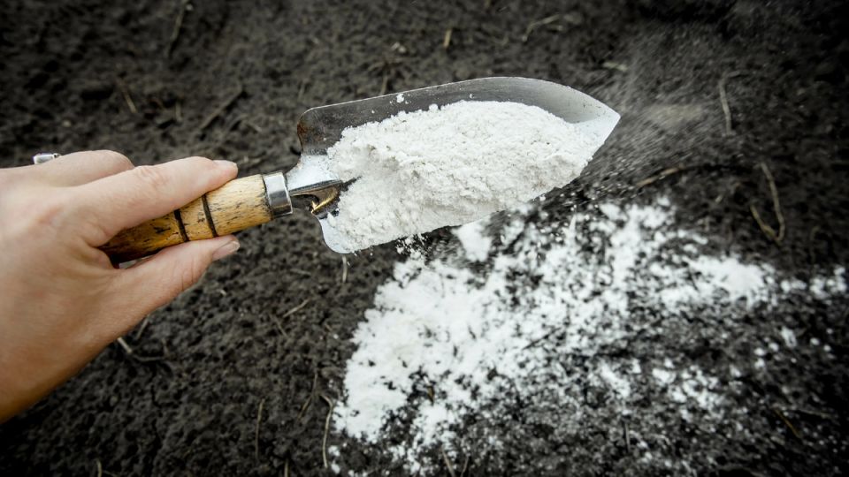 Опасные ошибки осенней подкормки: чего избегать в саду