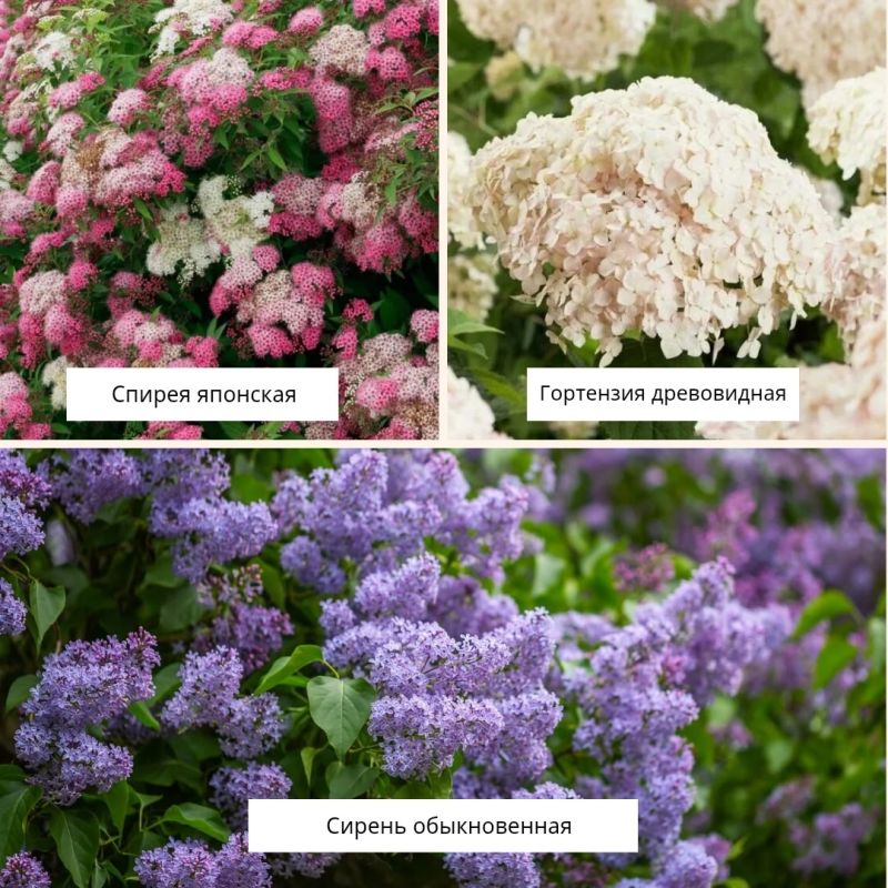 Как сделать сад не только красивым, но и насыщенным: советы по выбору кустарников