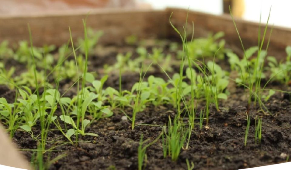 Лунный календарь: оптимальные дни для садоводов с 6 по 12 января