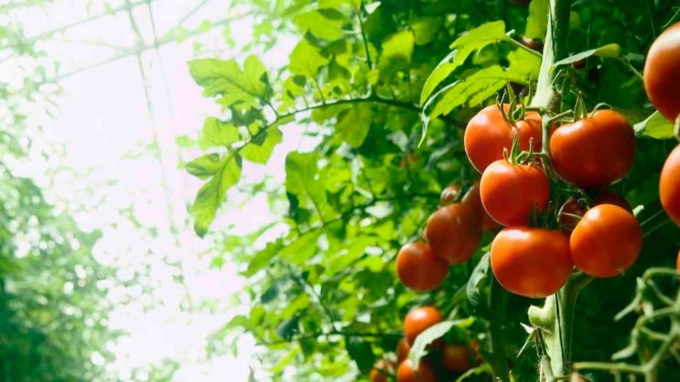 Технология, меняющая урожай: секреты от агрономов