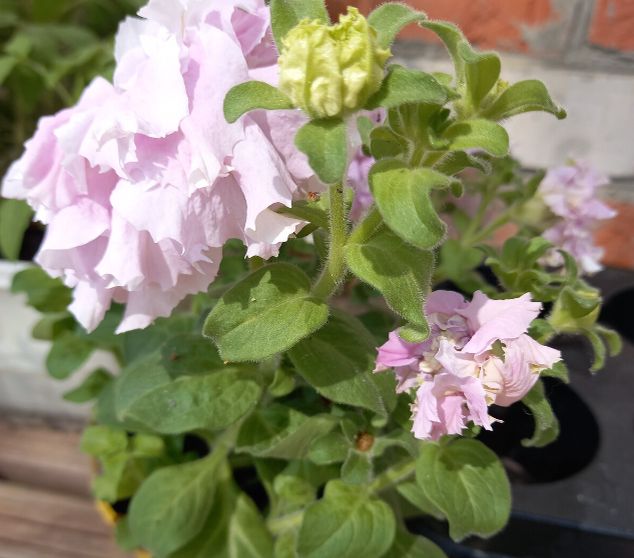 Как вырастить крепкую рассаду: секреты от экспертов