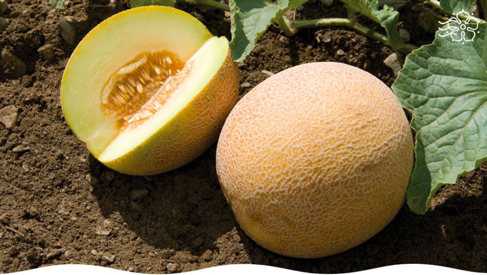 Удивительные сорта медовой дыни для российских садоводов