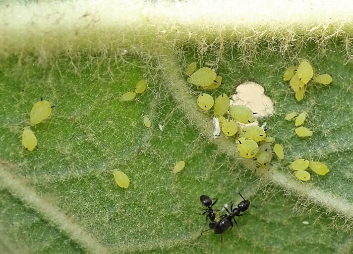 Как справиться с тлей и защитить свой сад