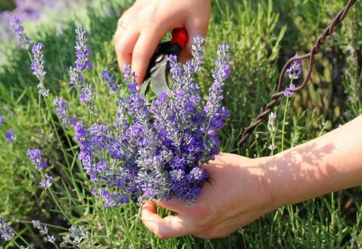 Лаванда: ключ к роскошному цветению и здоровью растений