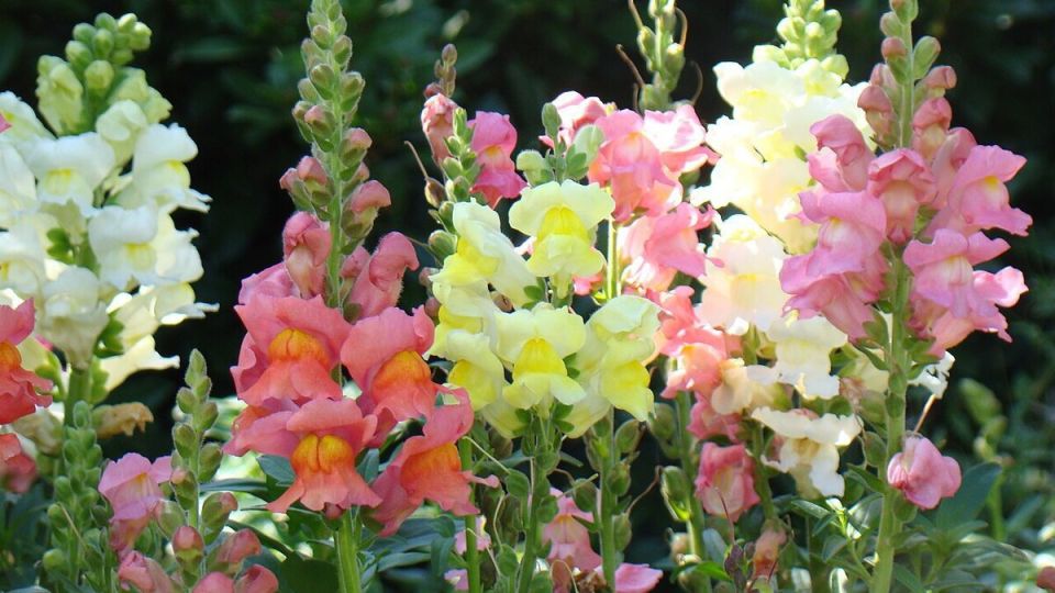 Антирринум: красота и разнообразие для вашего сада
