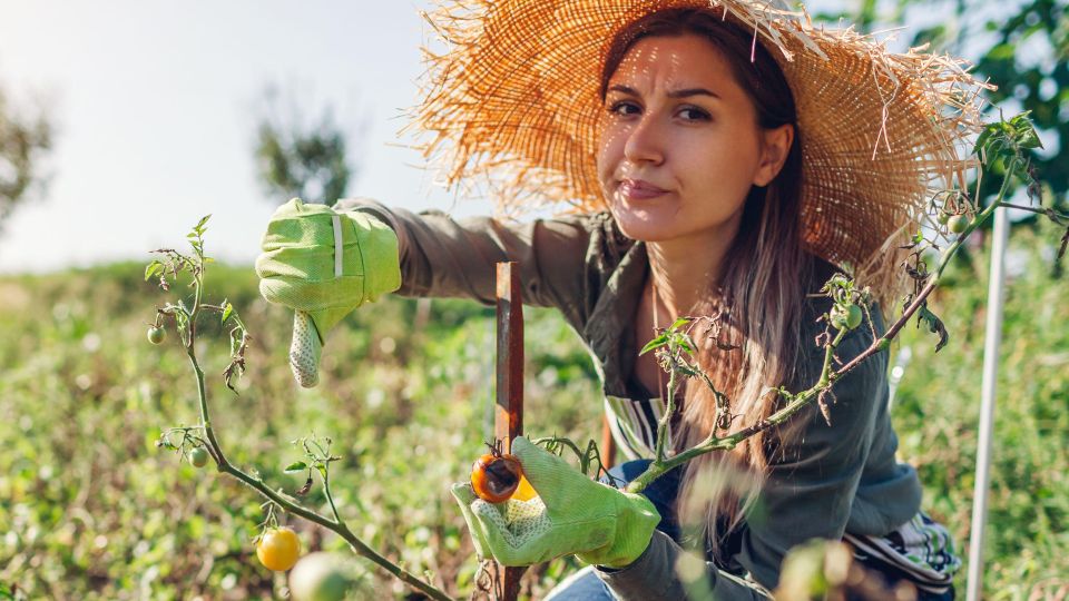 Хуже томатов не найти: эти 3 сорта опытные дачники обходят стороной неспроста