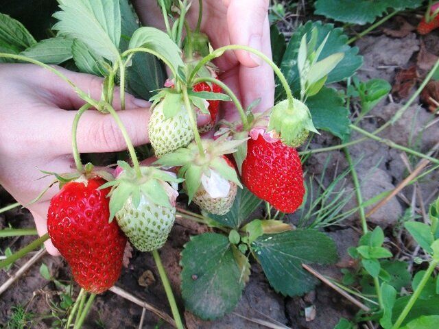 Когда и как пересаживать клубнику для богатого урожая