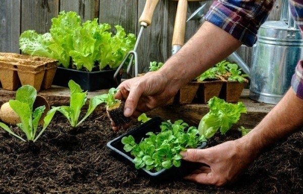 Ошибки при выращивании рассады: даже опытные садоводы не застрахованы