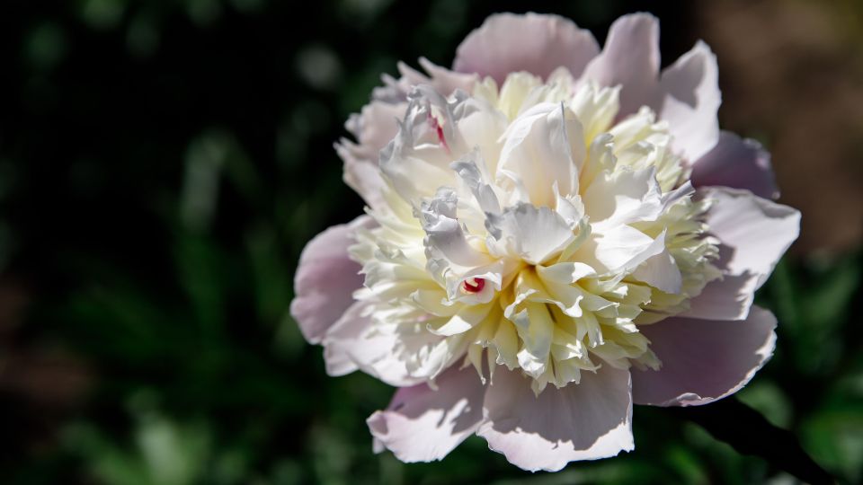 Пионы от этой подкормки будут цвести бесконечно долго: полейте сейчас, пока не поздно