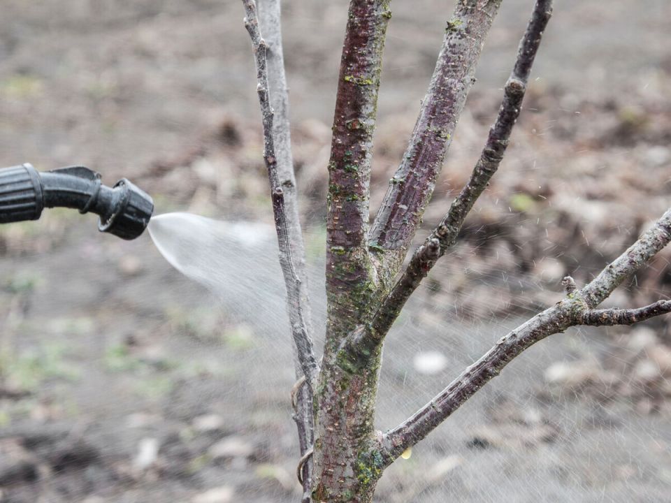 Как обработка деревьев мочевиной осенью может укрепить их здоровье