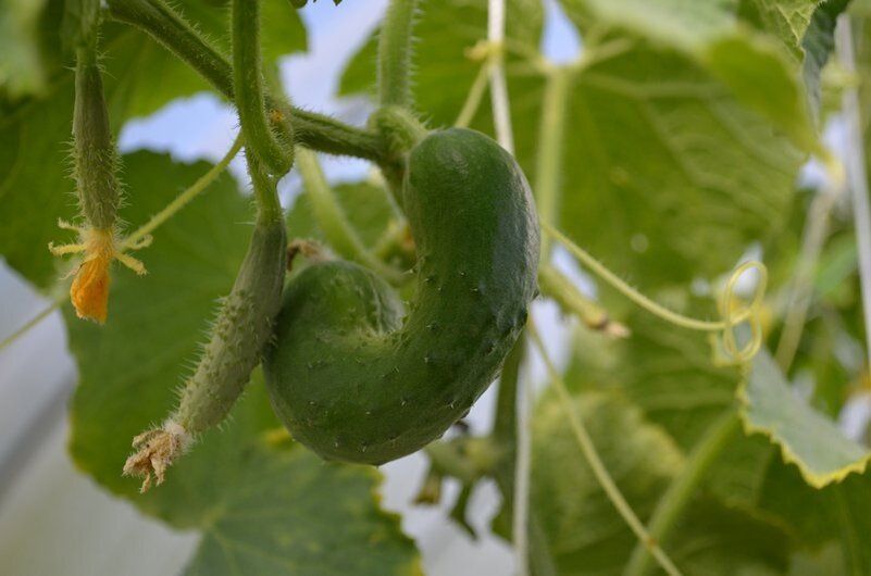 Почему огурцы растут кривыми: три главные причины неудач в теплице