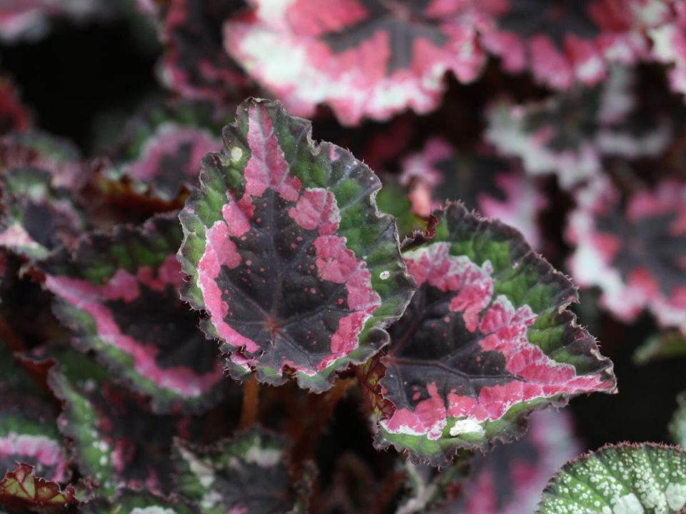 Как правильно пробудить бегонии: секреты раннего цветения