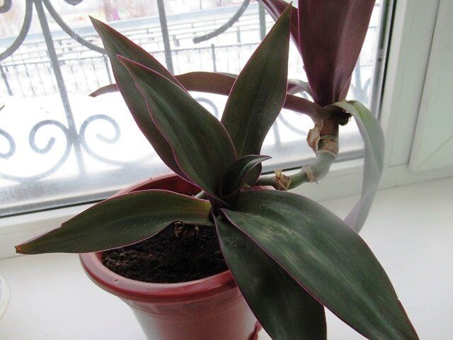 ���������� ������������ ���: ������� � ����