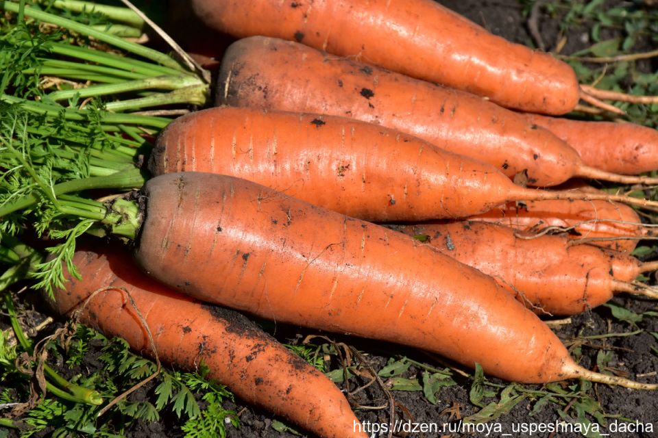 ������ ���� ������� ������� F1� ����������� �����������: ������� ������������