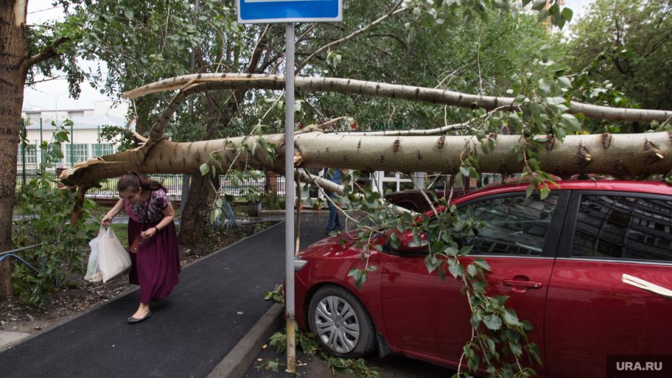 Штормовые ветки и разбитые авто: кто должен покрыть убытки?