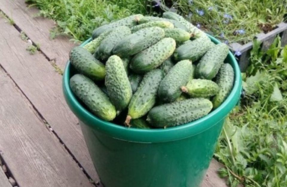 ��� �������� ������� ������ ������� �� ��������� ���: ������� ������ ���������