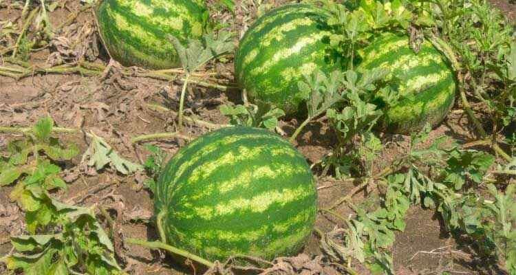 ��� ��������� ��������� ������ � ���� ��� ������� �������� ��������