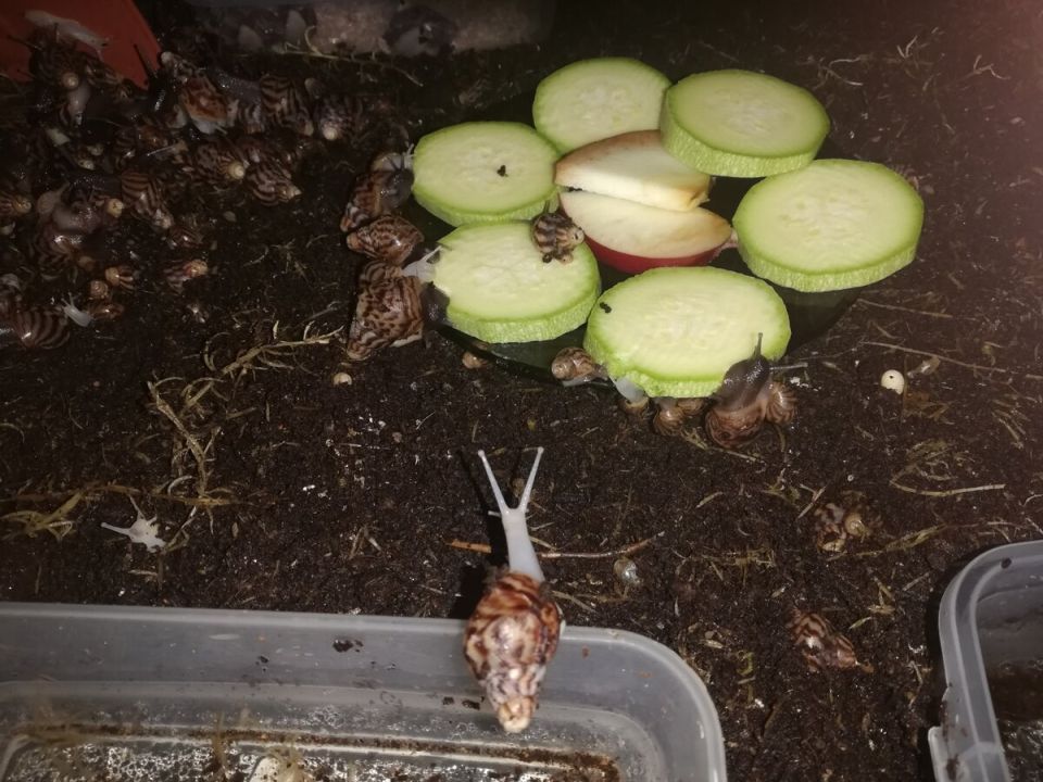 ������ ������� �������� ��������� ���������������� ��������