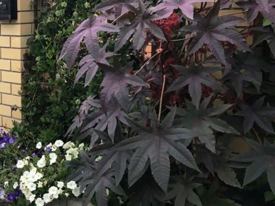 ���������: ��������, ������� � ������������ � ����� ��������