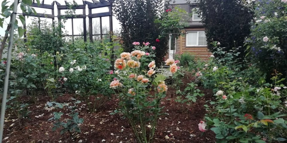 Идеальный уход за розами перед зимовкой