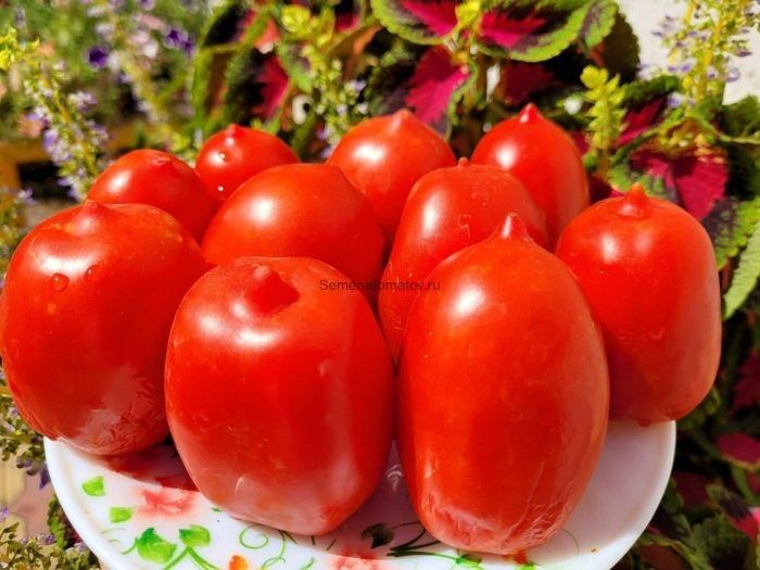 ����� ������� ���: ������� ������ ����� ������������� �����