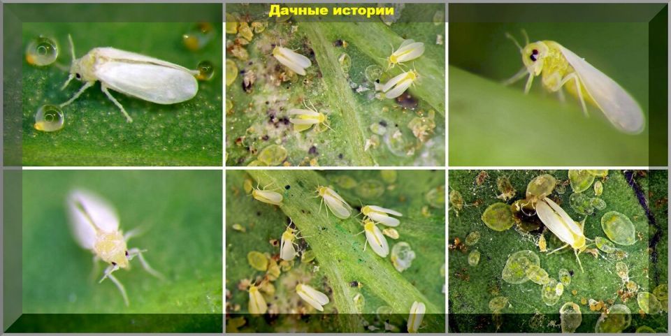 ����������: ��� ��� � ��� � ��� ��������?