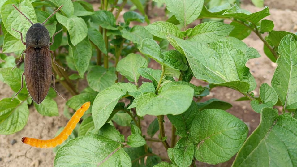 ����� ������ � �������������: ����������� ������ ��� ��������