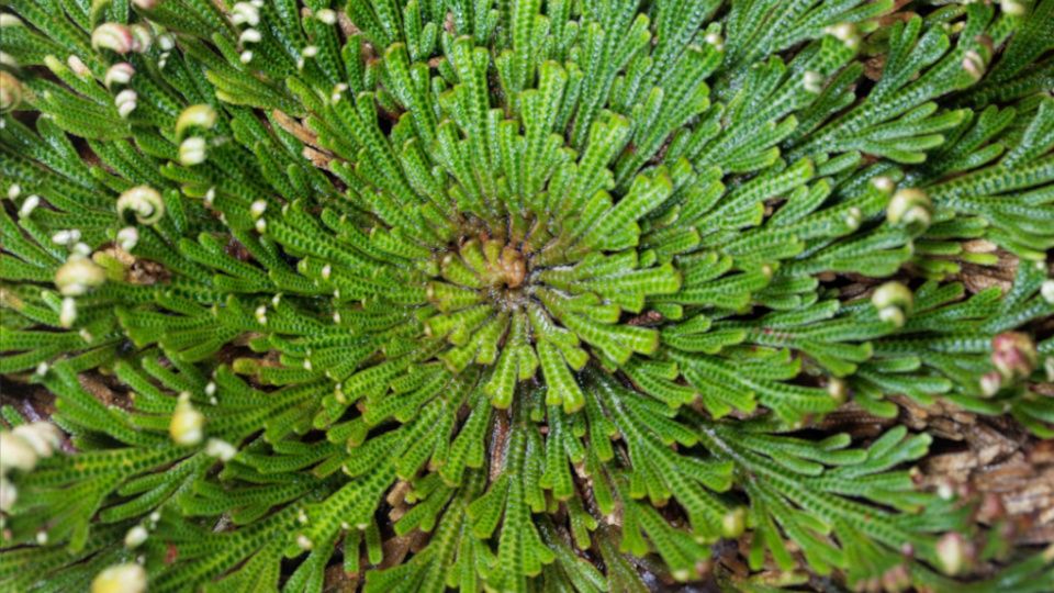 ������� ����� �� ������������: ��� ������� �� ��������� ��������� ��� ������ ����