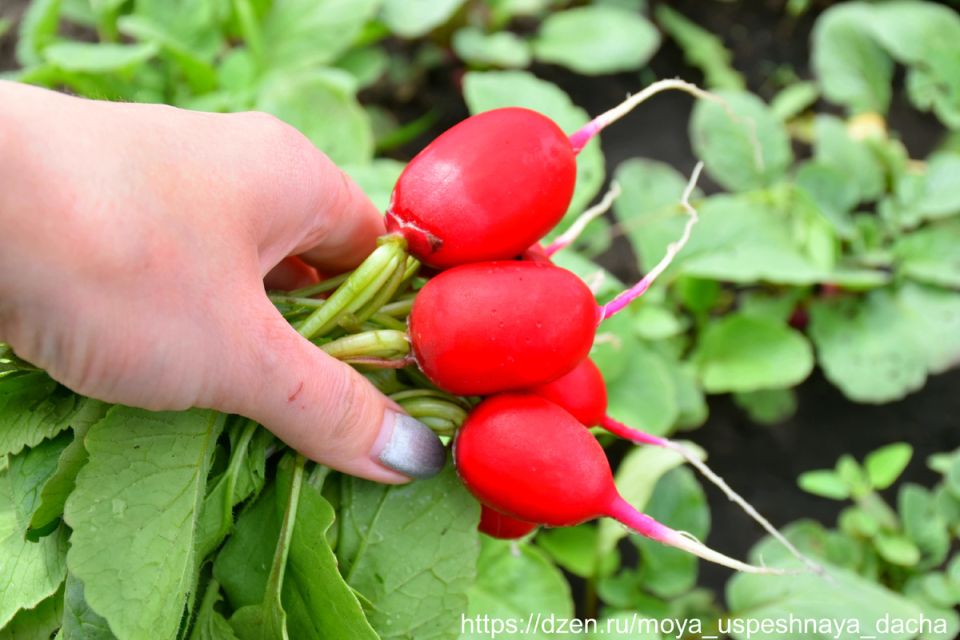 ��� ��������� �������� �����: ������� ��������� ������