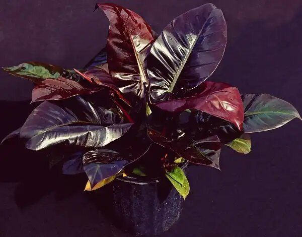 ����������� ���� ��������: ��� ��� ����������� ���� ����������� ������ ��������� ��������