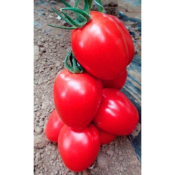 Пинк пионер: секреты успешного выращивания популярного томата с высоким урожаем