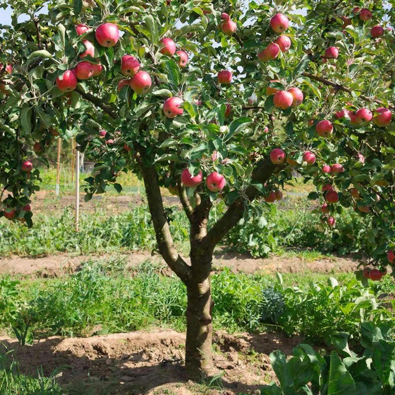 ���������� ������: ��� ������� ����� ����� ��������� ��� � ��� ������� ������ ����