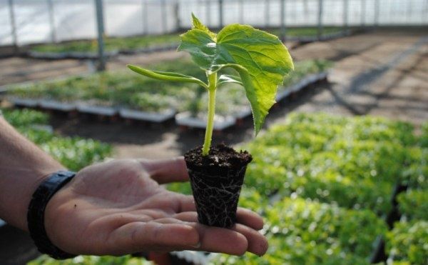 Спокойная находка: как защитить огурцы от болезней и вредителей