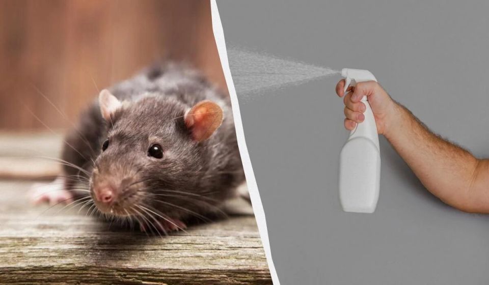 Как отпугнуть крыс в сарае: спокойные проверки и практичные решения