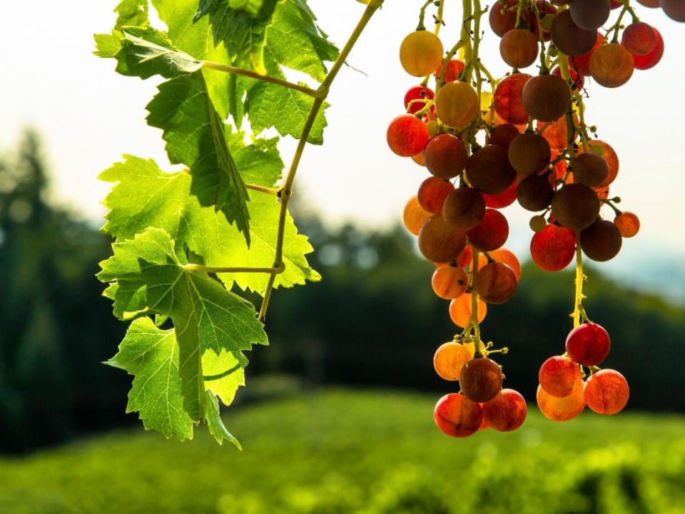 ������� ���������: ��� ������ ���� ���� ���������� ������ � ������