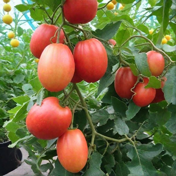 ����� �������: ��������� ���������� ������ ��� ������� �������