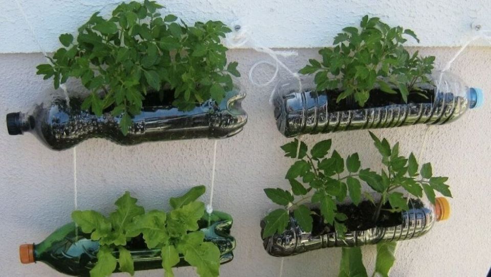 Огород в бутылках: спокойные идеи для домашнего пространства