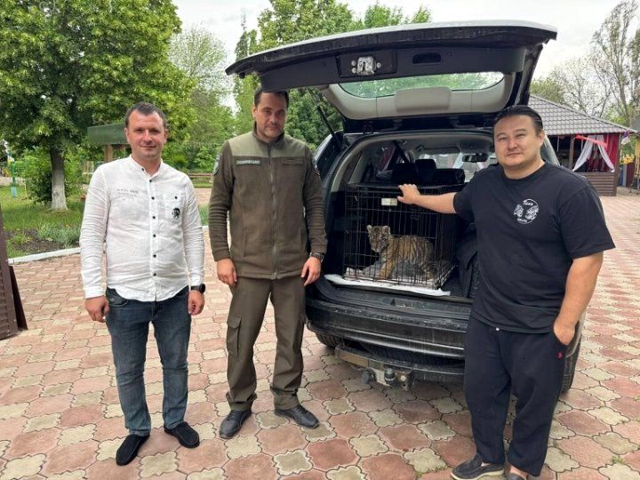 Зеленую мартышку вслед за амурским тигренком изъяли у жителя ЛНР, сообщает правительство ЛНР в своем Telegram-канале