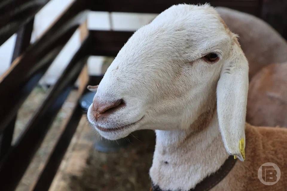      66   