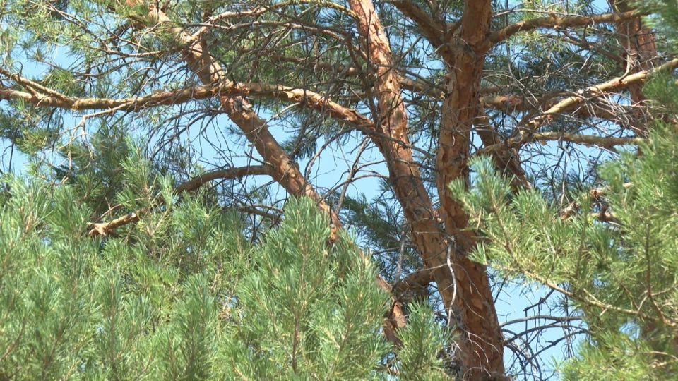 Искусственные леса и реабилитация: как в Волгоградской области сохраняют «зеленые легкие»
