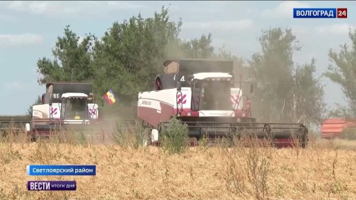 В Светлоярском районе востребованный на экспортном рынке нут пострадал от июньского солнцепека