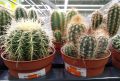 Идеальный уход за кактусами: секреты грамотной пересадки