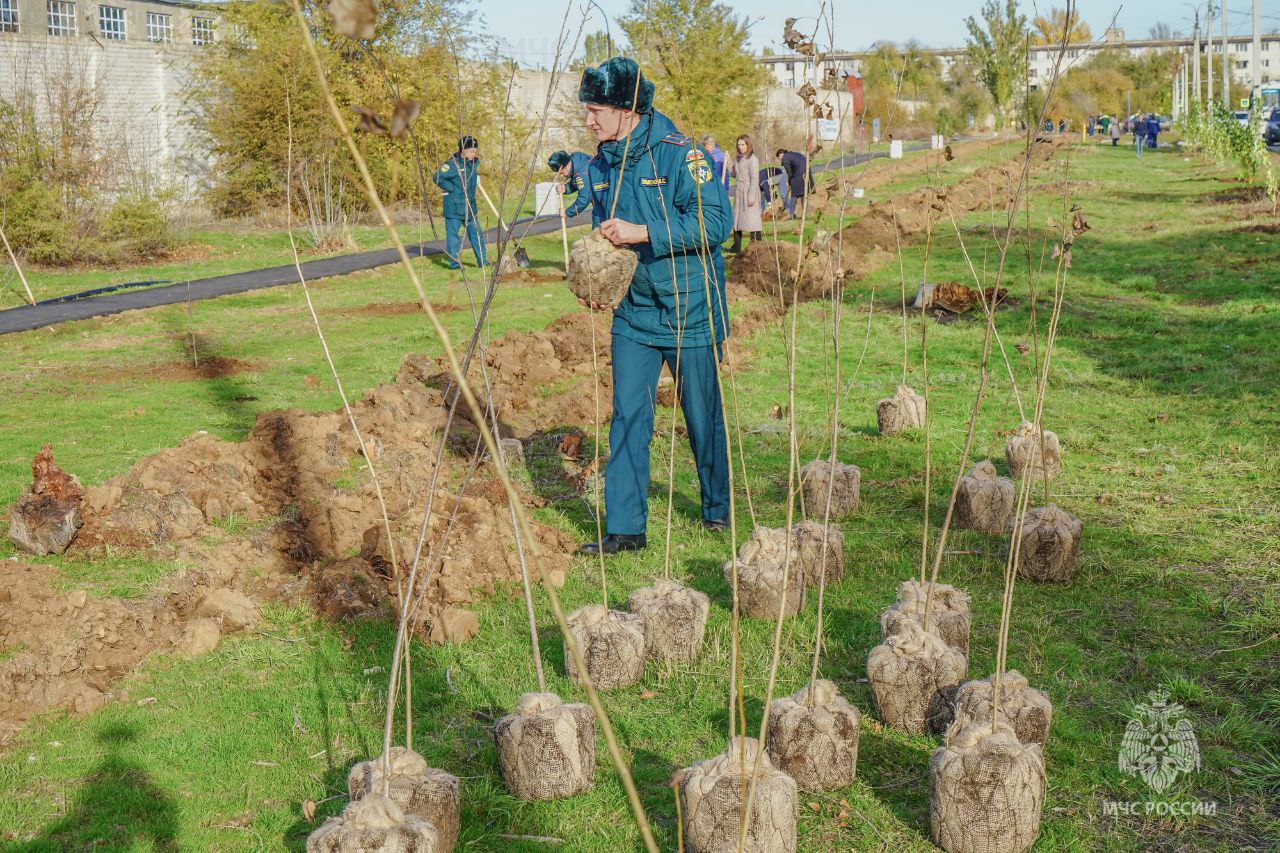 В Волжском сотрудники МЧС России высадили аллею тополей В Волжском сотрудники МЧС России высадили аллею тополей