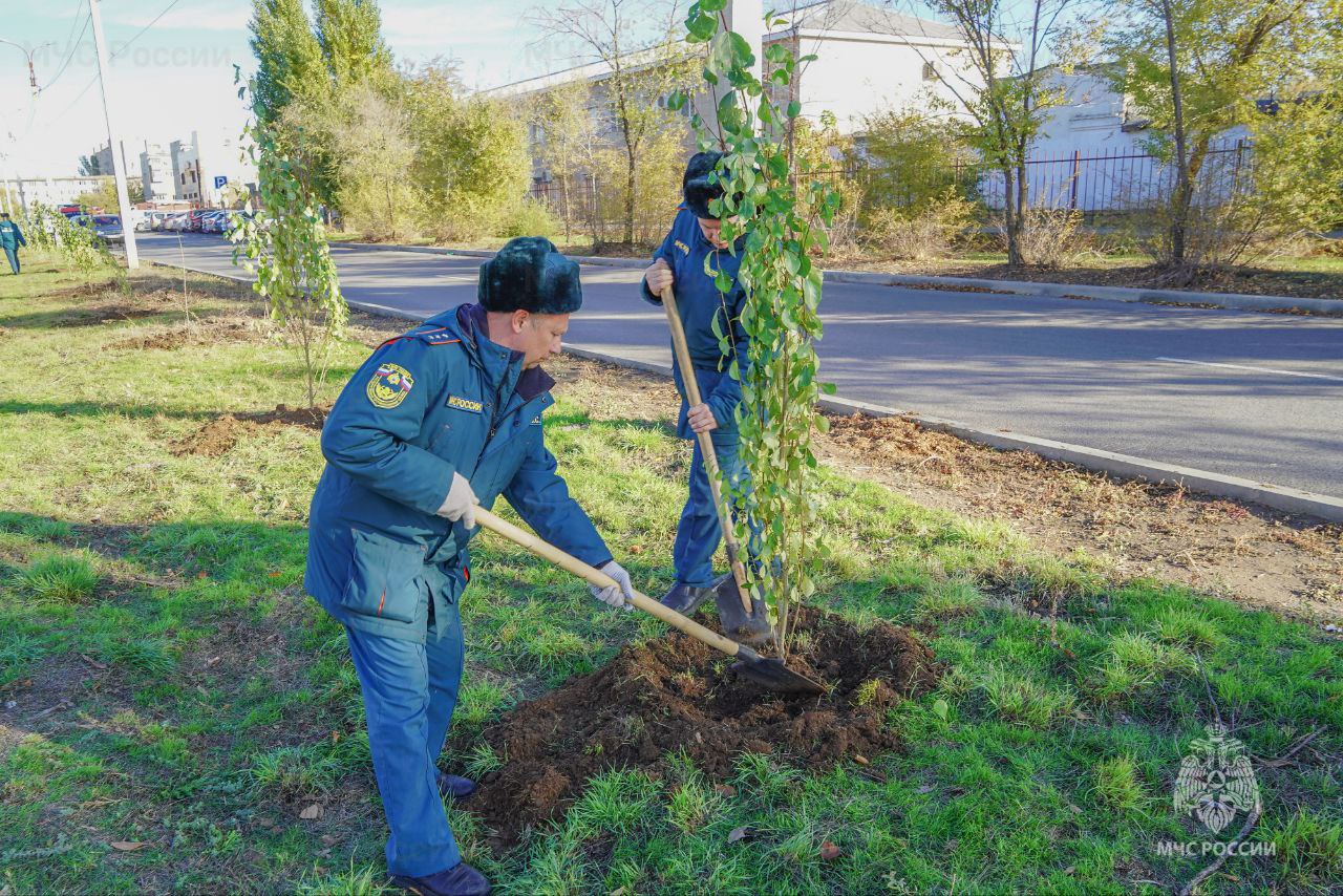 В Волжском сотрудники МЧС России высадили аллею тополей В Волжском сотрудники МЧС России высадили аллею тополей
