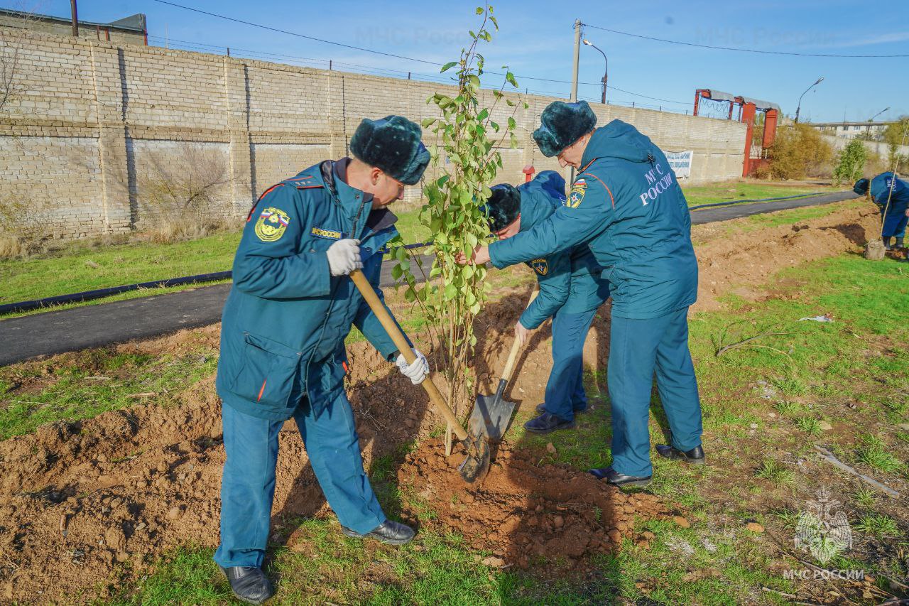 В Волжском сотрудники МЧС России высадили аллею тополей В Волжском сотрудники МЧС России высадили аллею тополей