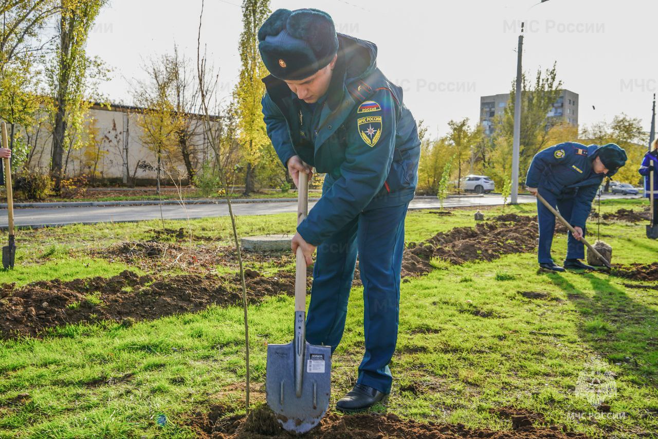 В Волжском сотрудники МЧС России высадили аллею тополей В Волжском сотрудники МЧС России высадили аллею тополей